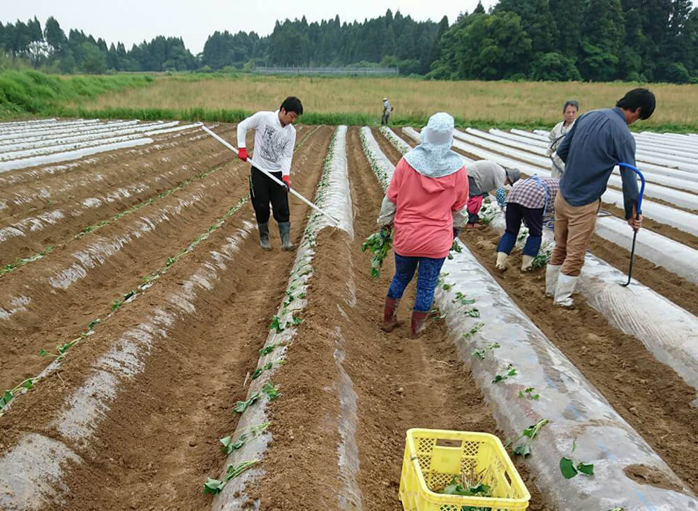 丁寧に畑を作っていく