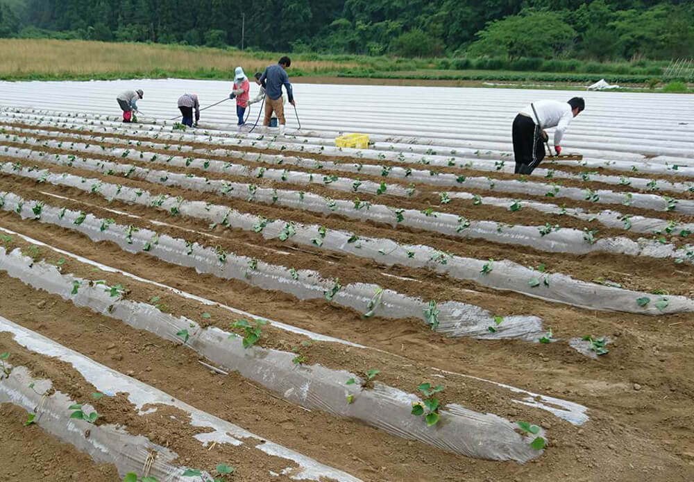 種芋を植えていく作業の風景